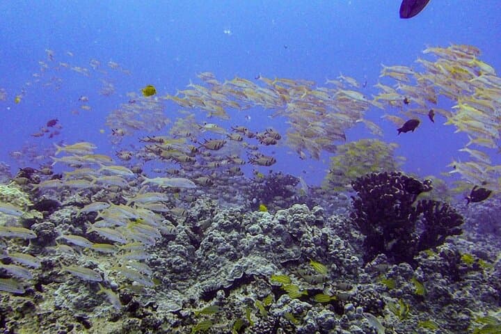South Maui Shore Dive: Certified Shore Scuba in Wailea and Makena photo 2