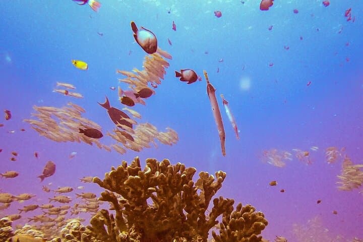 South Maui Shore Dive: Certified Shore Scuba in Wailea and Makena photo 3