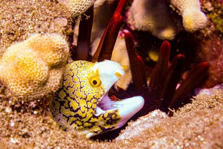 South Maui Shore Dive: Certified Shore Scuba in Wailea and Makena photo 4