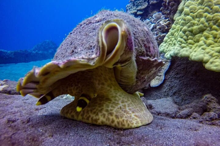 South Maui Shore Dive: Certified Shore Scuba in Wailea and Makena photo 5