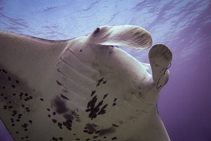 South Maui Shore Dive: Certified Shore Scuba in Wailea and Makena photo 6