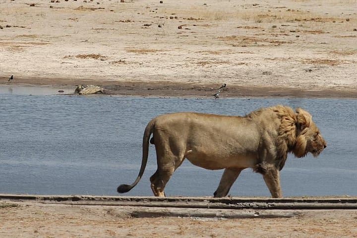 Hwange Full-Day Game Drive from Victoria Falls — Big Five Safari & Waterhole Views photo 2