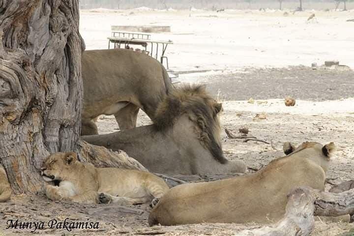 Hwange Full-Day Game Drive from Victoria Falls — Big Five Safari & Waterhole Views photo 3