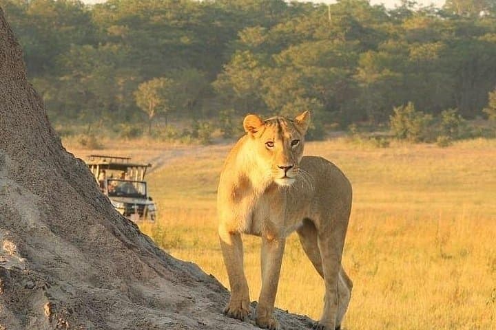 Hwange Full-Day Game Drive from Victoria Falls — Big Five Safari & Waterhole Views photo 4