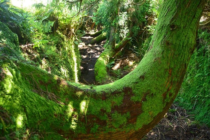 Passagem das Bestas Hike — Guilherme Moniz Crater Walk on Terceira Island, Azores photo 4