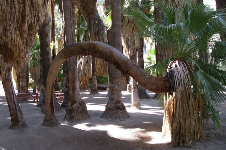 Jeep Tour and Andreas Canyon Hike in Indian Canyons (Palm Springs) photo 4
