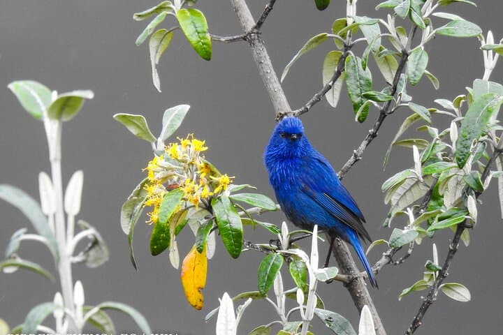 Birdwatching in Cajas National Park: Full-Day Tour from Cuenca photo 2