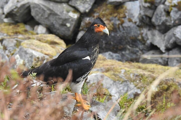 Birdwatching in Cajas National Park: Full-Day Tour from Cuenca photo 4