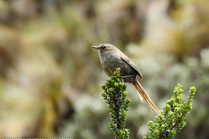 Birdwatching in Cajas National Park: Full-Day Tour from Cuenca photo 6