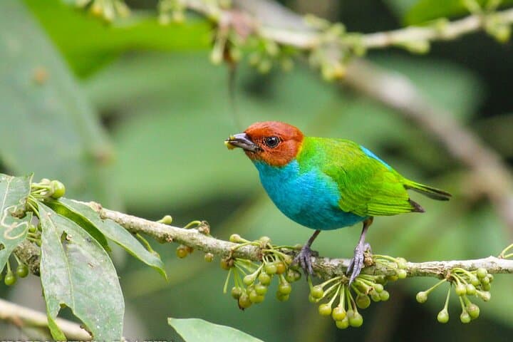 Birdwatching from Cuenca to Gualaceo: Tinajillas Cloud Forest Day Tour photo 5