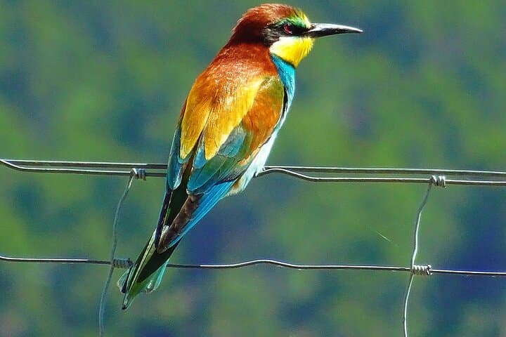 Karnala Bird Sanctuary Excursion from Mumbai — Morning Birdwatching & Karnala Fort Trek photo 3