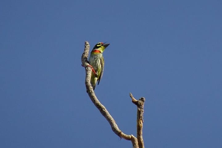 Karnala Bird Sanctuary Excursion from Mumbai — Morning Birdwatching & Karnala Fort Trek photo 4