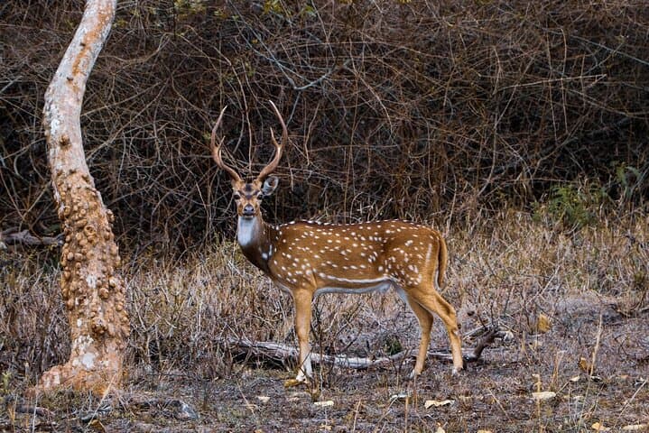 Karnala Bird Sanctuary Excursion from Mumbai — Morning Birdwatching & Karnala Fort Trek photo 5