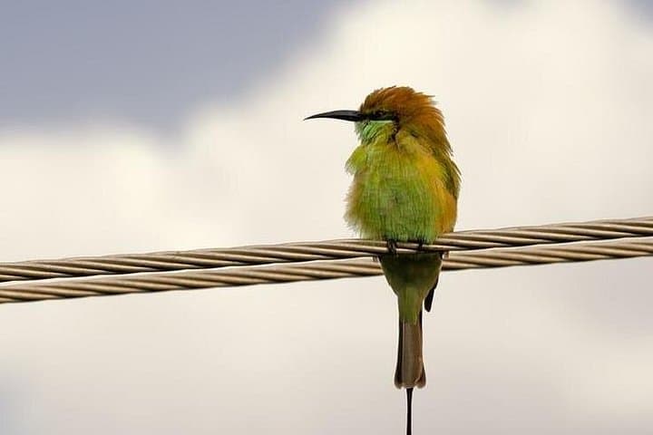 Karnala Bird Sanctuary Excursion from Mumbai — Morning Birdwatching & Karnala Fort Trek photo 6