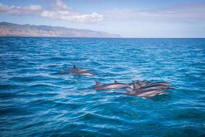 North Shore Whale Watching: 1.5-Hour Guided Marine Wildlife Tour from Haleiwa photo 4