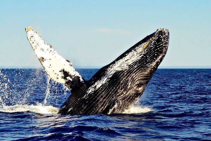 Private 2‑Hour Whale Watching Cruise in Cabo San Lucas — Close Encounters with Gray, Blue & Humpback Whales