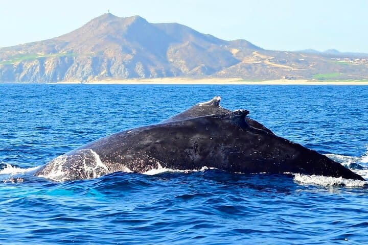 Private 2‑Hour Whale Watching Cruise in Cabo San Lucas — Close Encounters with Gray, Blue & Humpback Whales photo 2