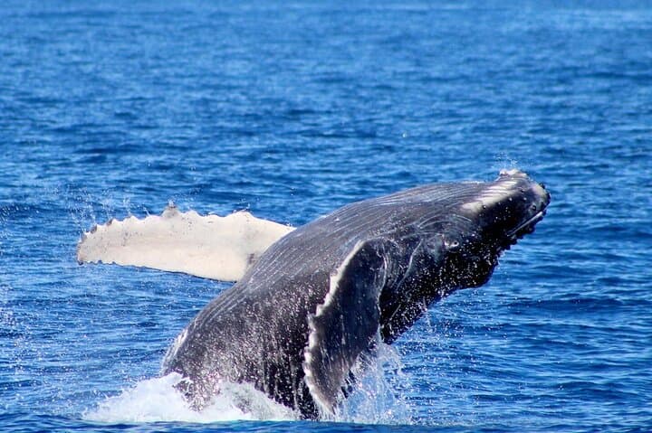 Private 2‑Hour Whale Watching Cruise in Cabo San Lucas — Close Encounters with Gray, Blue & Humpback Whales photo 3