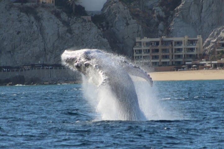 Private 2‑Hour Whale Watching Cruise in Cabo San Lucas — Close Encounters with Gray, Blue & Humpback Whales photo 4