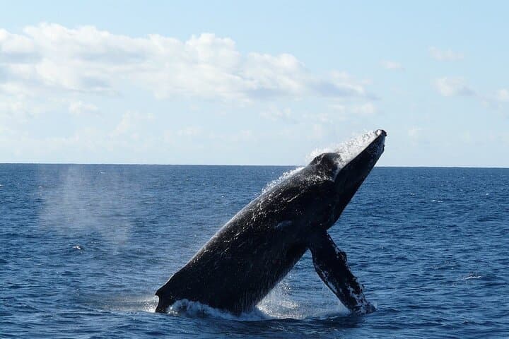 Private 2‑Hour Whale Watching Cruise in Cabo San Lucas — Close Encounters with Gray, Blue & Humpback Whales photo 5