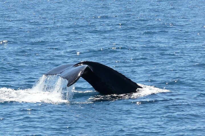 Private 2‑Hour Whale Watching Cruise in Cabo San Lucas — Close Encounters with Gray, Blue & Humpback Whales photo 6
