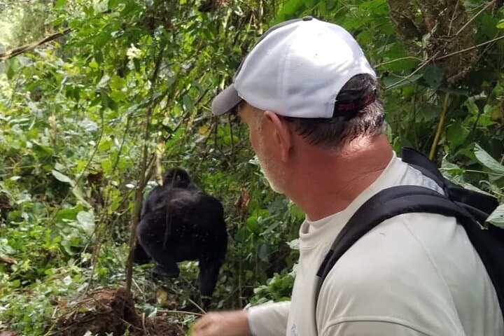 4-Day Gorilla and Chimp Trek Safari in Bwindi and Kibale