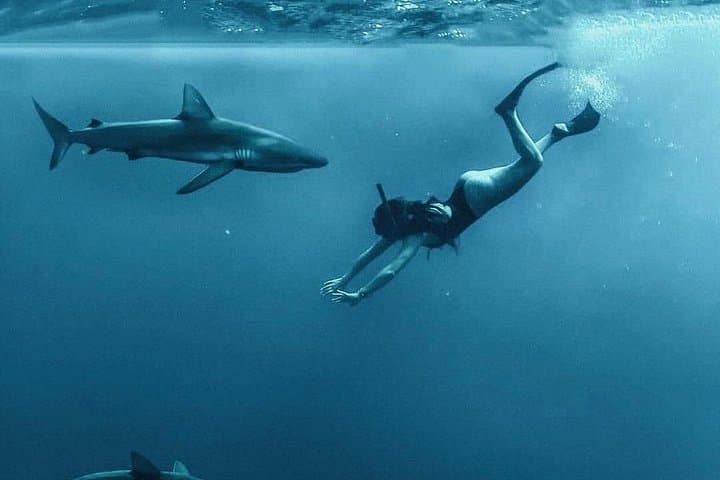 Cage-Free Pelagic Shark Swim Tour — Haleiwa North Shore Oʻahu photo 4