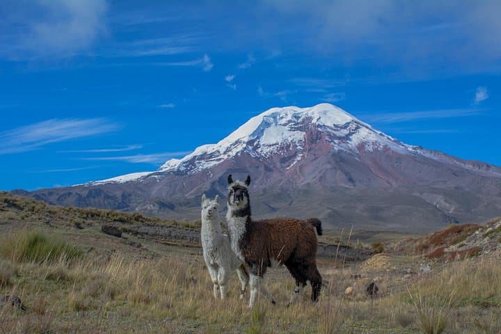 Cuenca to Quito: 4–5 Day Andes Tour — Chimborazo, Quilotoa, Baños & Cotopaxi photo 3