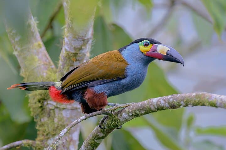 Hike Cajas National Park: Cloud Forest, Moorlands & Polylepis Walk from Cuenca photo 2
