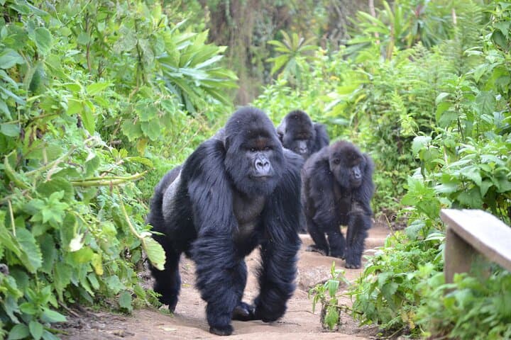 4-Day Gorilla Trekking Experience in Rwanda — Volcanoes National Park Trek