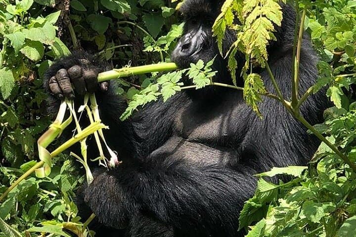 4-Day Gorilla Trekking Experience in Rwanda — Volcanoes National Park Trek photo 3