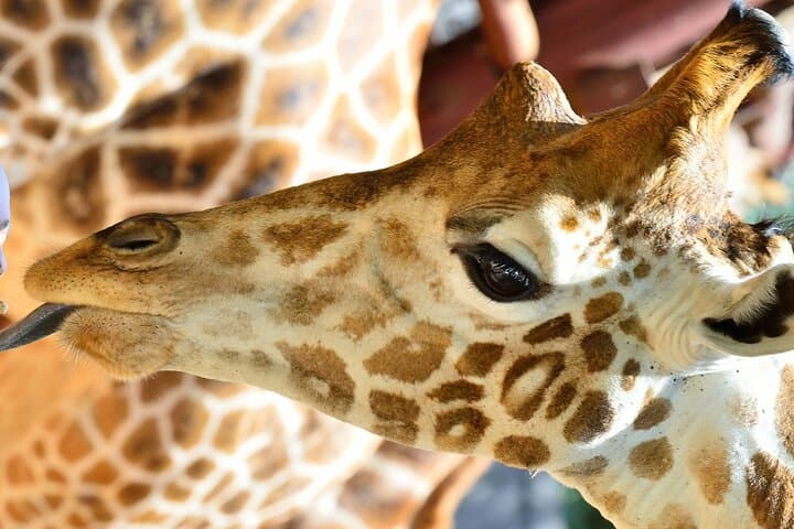 Discover Nairobi National Park: Wildlife Safari and Giraffe Centre Experience photo 3