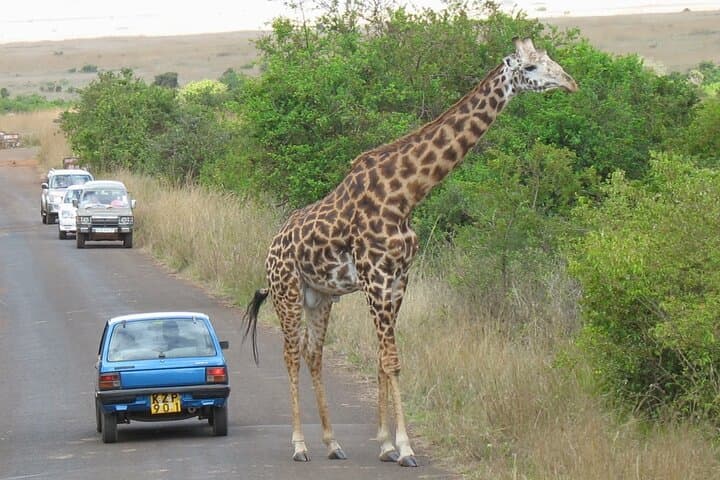 Explore Nairobi National Park and Giraffe Center: A Private Morning Safari Experience photo 6
