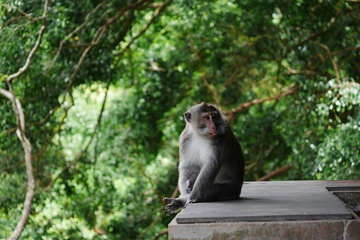 8-Day Bali Honeymoon: Seminyak to Ubud Itinerary, Beaches & Rice Terraces photo 4