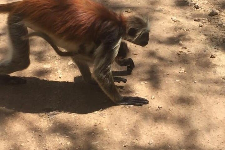 Jozani Forest Tour: See Zanzibar’s Red Colobus in the Coastal Rainforest photo 3