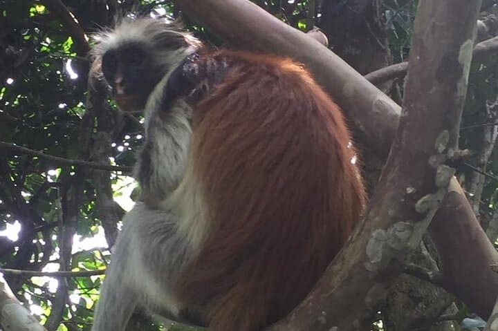 Jozani Forest Tour: See Zanzibar’s Red Colobus in the Coastal Rainforest photo 4