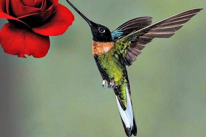 La Paz Waterfalls & Wildlife Trails: Half-Day Rainforest Walk from San José photo 6