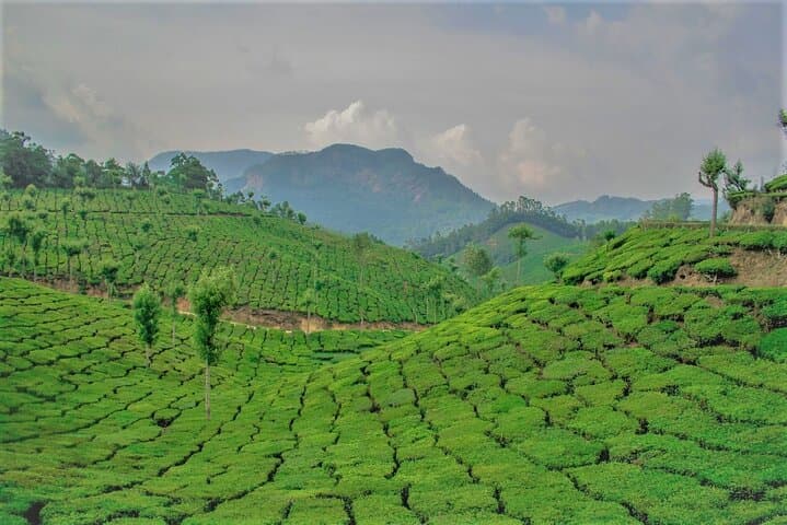 Full-Day Munnar Tea Country Tour: Mattupetty, Top Station & Kurinjimala Sanctuary photo 4