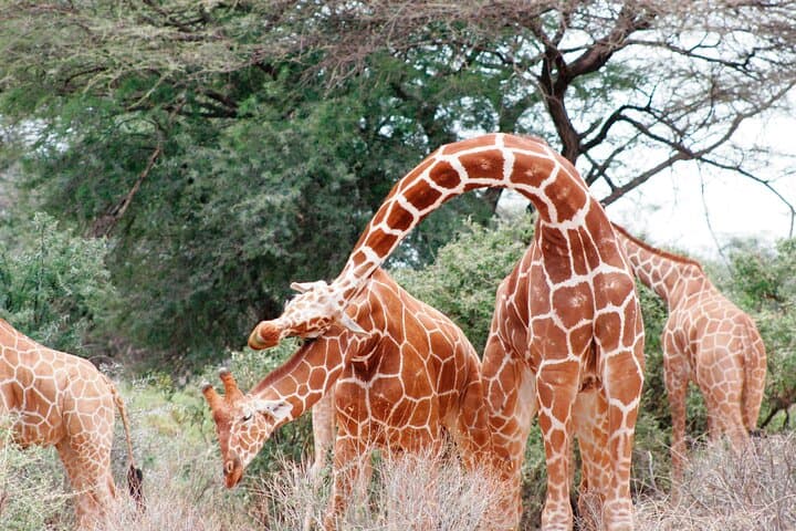 3-Day Samburu Luxury Safari: Private Game Drives Along the Ewaso Nyiro photo 3