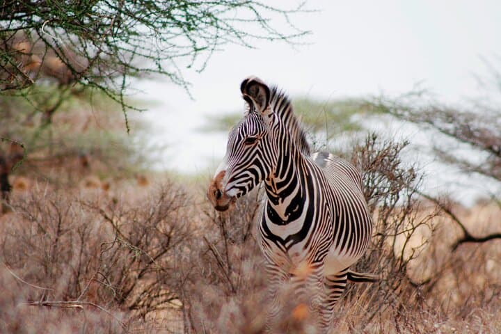 3-Day Samburu Luxury Safari: Private Game Drives Along the Ewaso Nyiro photo 4