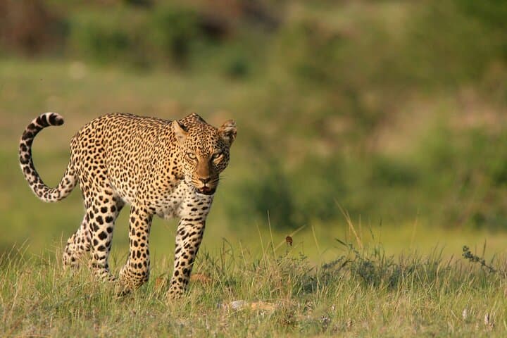 3-Day Samburu Luxury Safari: Private Game Drives Along the Ewaso Nyiro photo 5