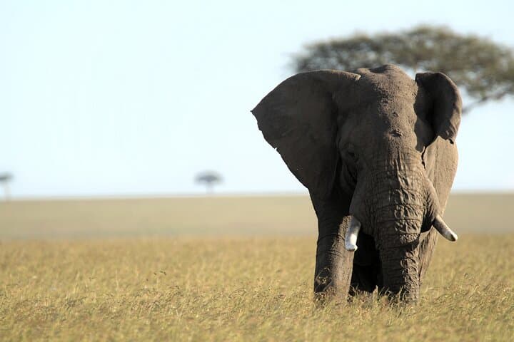 3-Day Maasai Mara Safari from Nairobi — Big Five Game Drives & Migration Viewing photo 4