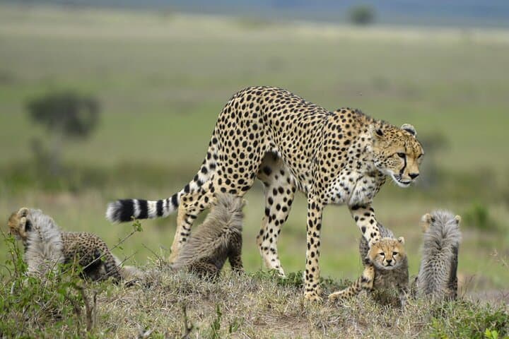 3-Day Maasai Mara Safari from Nairobi — Big Five Game Drives & Migration Viewing photo 2