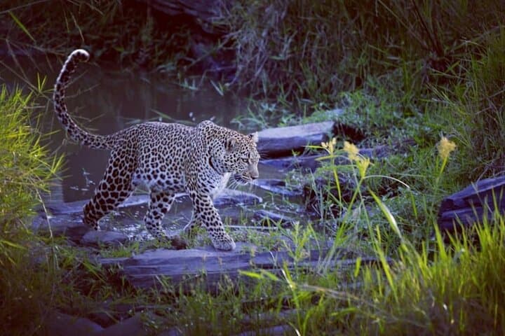 3-Day Maasai Mara Safari from Nairobi — Big Five Game Drives & Migration Viewing photo 6