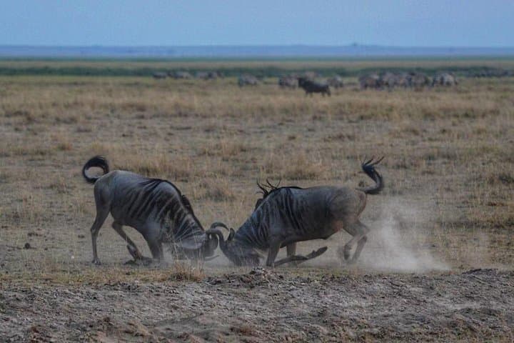 3-Day Amboseli Safari from Nairobi — Elephants, Kilimanjaro & Classic Game Drives photo 4