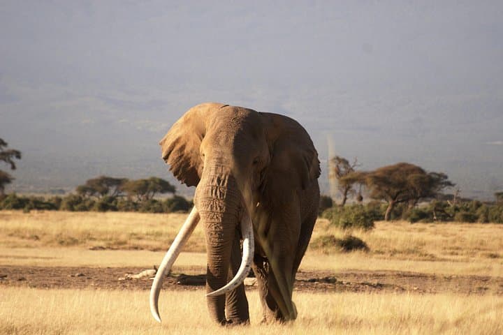 3-Day Amboseli Safari from Nairobi — Elephants, Kilimanjaro & Classic Game Drives photo 2