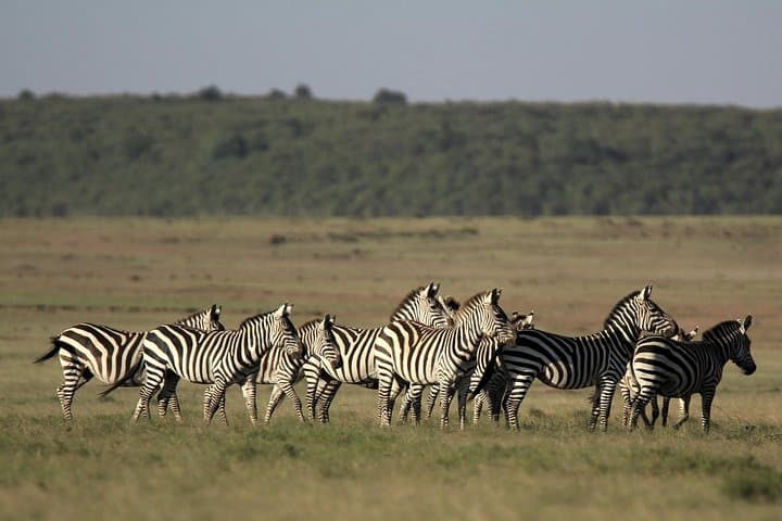 4-Day Luxury Masai Mara Safari: Private Game Drives & Lodge Comfort photo 1