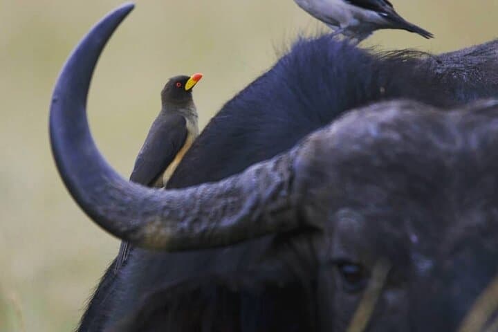 5-Day Masai Mara, Lake Nakuru & Lake Naivasha Safari — Big Five, Flamingos & Birding photo 6