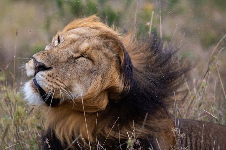 5-Day Masai Mara, Lake Nakuru & Lake Naivasha Safari — Big Five, Flamingos & Birding photo 3