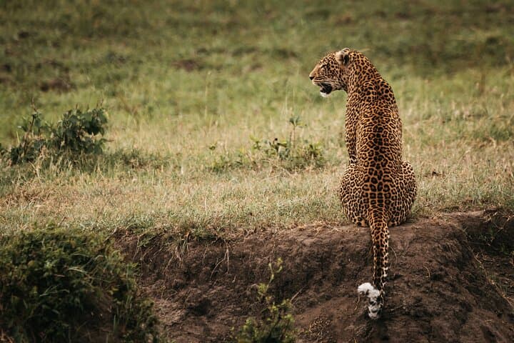 3-Day Masai Mara Luxury Safari: Big Five, Wildebeest Migration & Open-Roof Game Drives photo 4